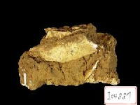 藏品(鹿類肢骨)的圖片